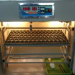 303 Eggs Capacity Incubator